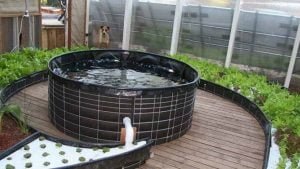 Ekonomik ve ekolojik tarım modeli: Akuaponik