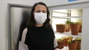 Antarktik Saç Çiminin DNA’sı Buğdaya Aktarılacak