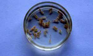 Keşfettikleri Parazit Türüne ‘Adana’ İsmini Verdiler