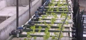 Antalya’da Balıkların Yetiştirildiği Suda Sebze Üretiliyor