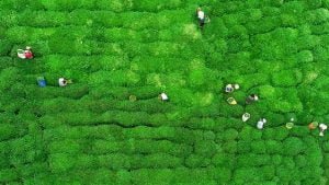 Rize’nin Çay Gen Havuzu Sonbaharda Tamamlanacak