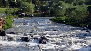 İnci Kefali Göçü İçin Su Seviyesi Elverişli