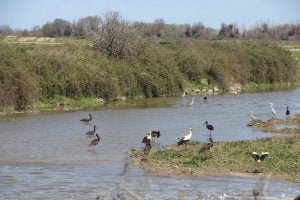 Kızılırmak Deltası Küçülüyor