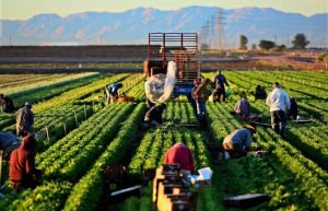 Tarımsal Üretim Destekleri Raporu