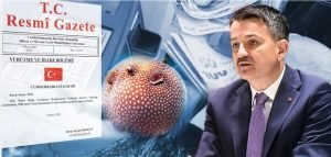 Balon Balığı Avcılığı Kararı Resmi Gazete’de Yayımlandı