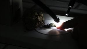 Piri Reis’in İsmi Antarktika’da Keşfedilen Liken Türünde Yaşayacak