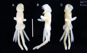 Balık Kenesi Parazit Taşıyıcısı Çıktı; Levrek Üretimi Tehlikede