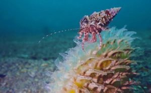 Akdeniz En Hızlı Isınan Deniz Haline Geliyor