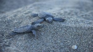 Carettalar, Mersin Sahillerine Yumurta Bırakmaya Başladı