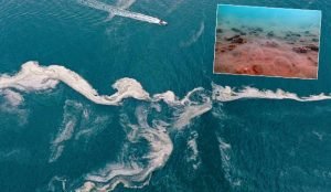 Adriyatik Denizi’nde Müsilajın Görülme Sıklığı Katlanarak Artıyor