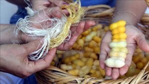 ‘Hatay Sarısı’ Bilimsel Çalışmalarla Yaşatılacak