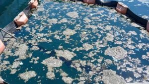 İstanbul Üniversitesi, Müsilajı Deniz Bakteri İzolatlarıyla Temizlemeyi Başardı