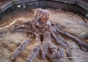 Kayseri’de Fosil Müzesi Kurulacak