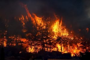 Orman Mühendisleri Odası Başkanı: Her şey hesaplanmış!