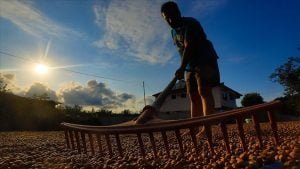 Batı Karadeniz’de ‘yeşil altın’ harmana indi