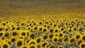 İklim değişikliği Trakya’da buğday ve ayçiçeğini tehdit edecek