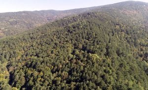 Çanakkale’de ormanlara giriş yasağı uzatıldı