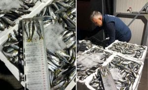 Boy yasağına aykırı avlanan 7 ton istavrite el konuldu