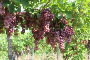 ‘Üzüm kenti’ Kırklareli’nin bağlarında hasat telaşı başladı