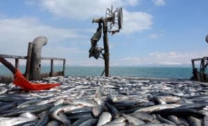 Van Gölü’nde inci kefali popülasyonunda artış