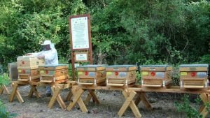 TZOB: Yeni orman plantasyonunda arı varlığı gözetilerek planlama yapılmalı