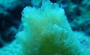 Mersin’de deniz dibi çalışmaları müsilaj tehlikesini ortaya çıkardı