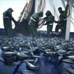 Hataylı balıkçıların Doğu Akdeniz’deki av mesaisi başladı