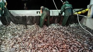 Balıkçılar ilk ağlarını bereketiyle çekti