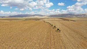 Muş Ovası’nda 28 milyon lira gelir beklenen ayçiçeği hasadına başlandı