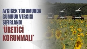 Ayçiçek tohumunda gümrük vergisi sıfırlandı: ‘Üretici korunmalı’