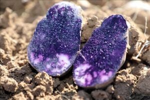 Sivas’ta mor renkli tescilli patatesin hasadı başladı