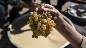 Diyarbakır’ın Eğil ilçesinde hünerli ellerin pekmez mesaisi başladı
