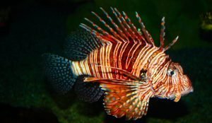 Denizlerimizde istilacı türlerin sayısı artıyor