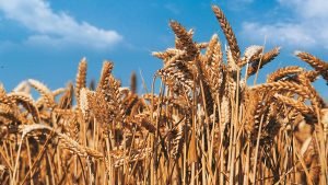 Tarım ÜFE Ekimde aylık yüzde 1,68, yıllık yüzde 23,1 arttı