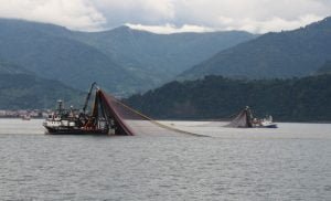 Karadeniz ısınıyor, balık stokları azalıyor