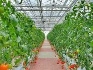 ‘Gıda sorunuyla topraksız tarım yöntemiyle mücadele edilebilir’