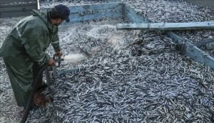 ‘Karadeniz’e kıyısı olan ülkeler, hamsiyi ortak denetlemeli’