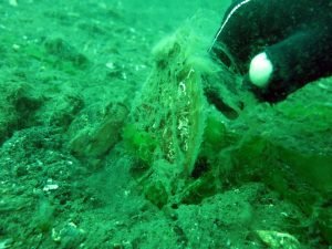 Marmara Denizi’nin dibi ‘oksijensiz’ kaldı