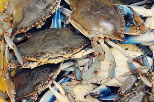 Yengeç kabuğu ve balık pulundan jelatin üretilecek