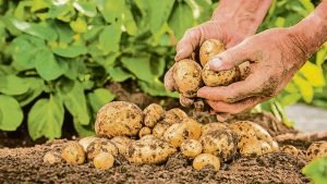 Patates, soğan, sarımsak başta olmak üzere 20 ürüne ihracat sınırlaması!