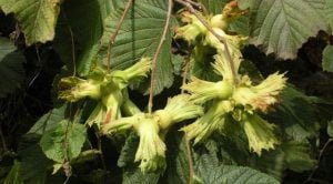 Ordu Altınordu Ziraat Odası Başkanı Atakan Akça: Fındığı tekellerden kurtarmamız gerek