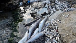 ‘Can çekişen’ Küçükçekmece Gölü için ‘bakterili kurtarma projesi’