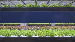 Türkiye’den sürdürülebilir kaliteli gıda için ‘topraksız ve dikey tarım’ hamlesi