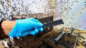 Türk bilim insanı ‘sinekten’ kozmetik hammaddesi üretti