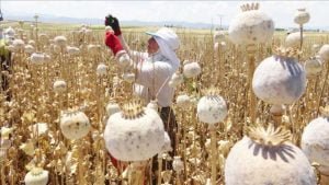 TMO, haşhaş kapsülü alım fiyatını yeniden belirledi