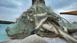 Türkiye’nin su ürünleri üretimi, 2021’de yüzde 1,8 arttı